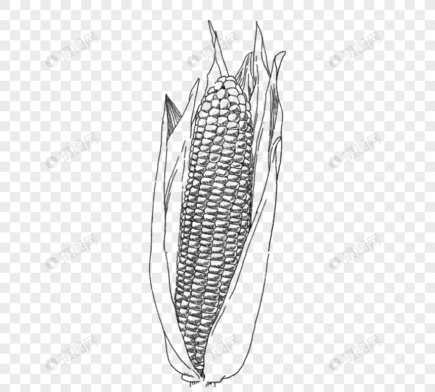 黑色手绘玉米棒包谷农作物图片