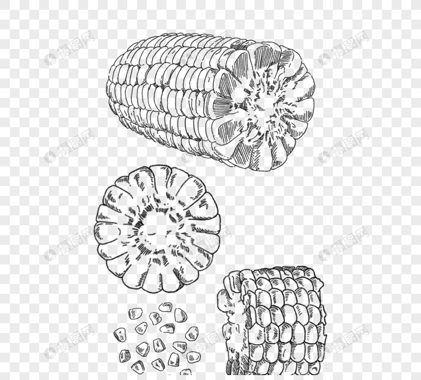 黑色手绘切开玉米棒和玉米粒图片