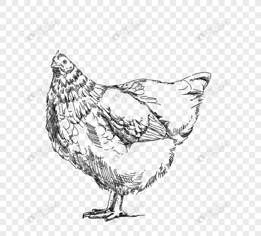 黑白色手绘线描一只母鸡图片