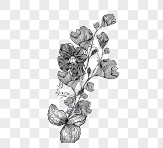 花藤黑白植物线描植物图片