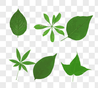 矢量树叶各种叶子绿叶元素图片
