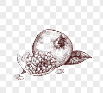季节性水果石榴线描图片