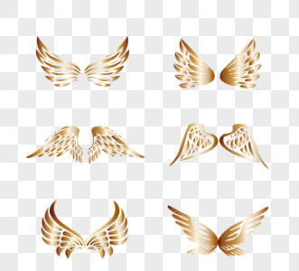 金色质感翅膀组图图片