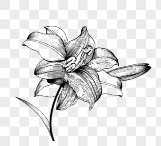 黑白线描植物百合花图片