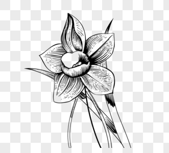 花朵黑白植物线描植物图片