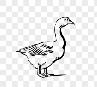 黑白色线描手绘鸭子图片