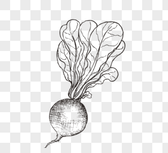 黑白色萧条手绘蔬菜萝卜图片