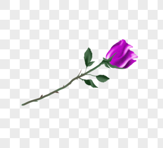 紫色写实手绘迷惑立体玫瑰花图片