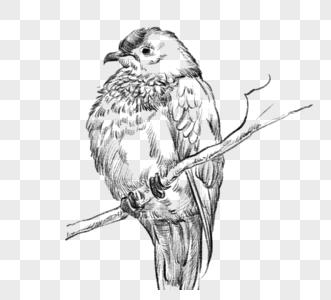 黑白线描素描鸟鸟动物手绘元素图片