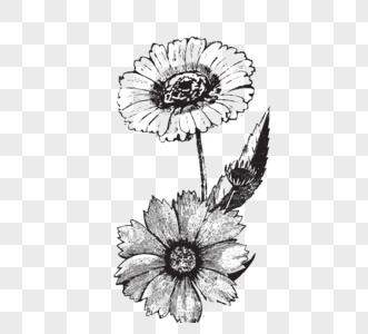 黑白植物菊花线描植物图片