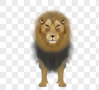 狮子动物写真手绘元素图片
