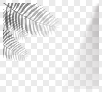 棕榈树叶植物投影高清图片