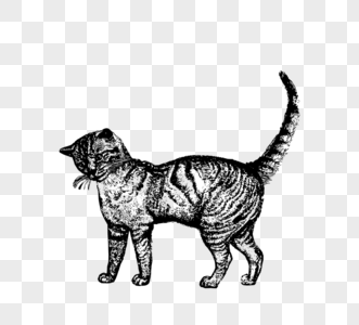 黑色手绘素描成年猫咪元素高清图片