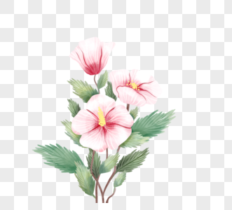 粉色清新木槿花元素图片