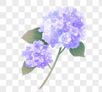 手绘风格紫色绣球花图片