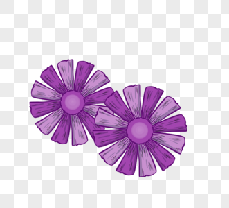 紫色菊花图片
