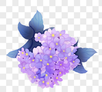 手绘风格紫色绣球花图片