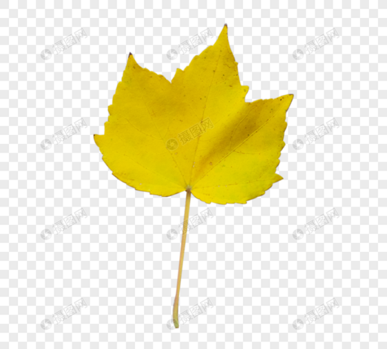 秋天黄色叶子图片
