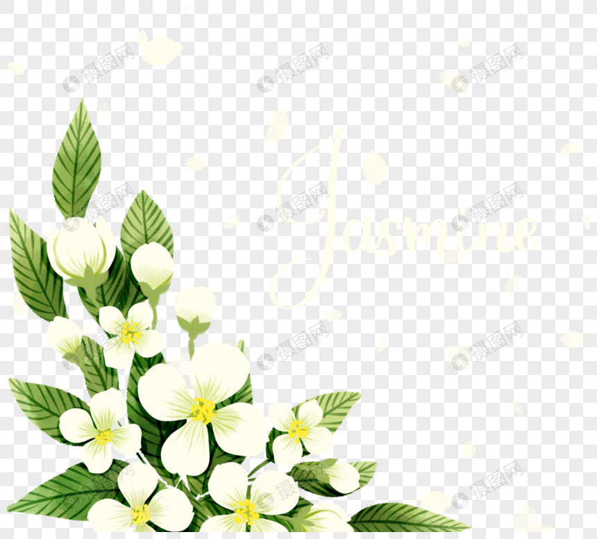 免抠元素 手绘/卡通元素 博物馆 手绘风格茉莉花元素.