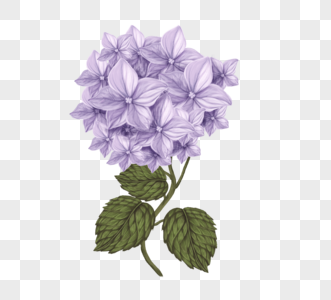 手绘淡紫色绣球花高清图片