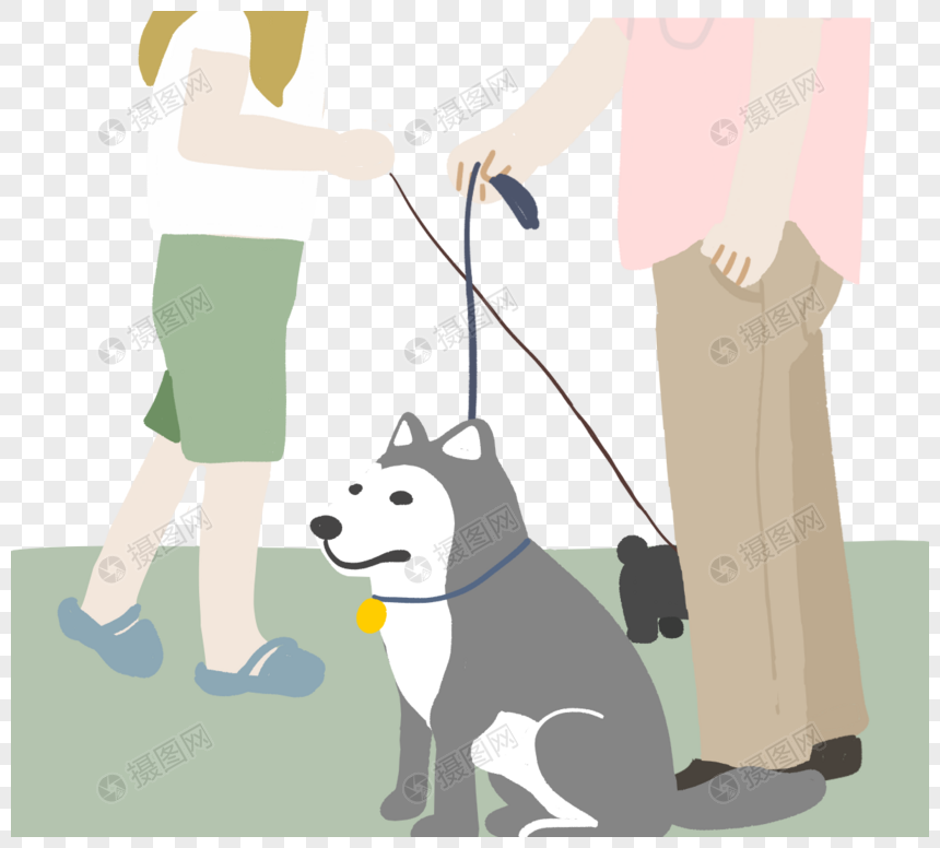 收养宠物爱斯基摩人出去散步手绘插图图片