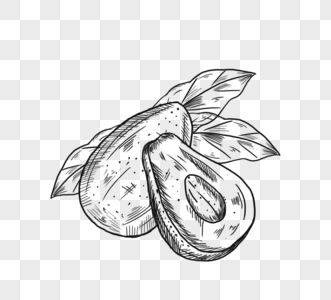 季节性水果牛油果手绘线描图片