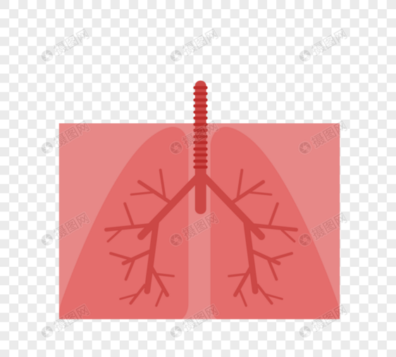 人体器官肺红色肺图片