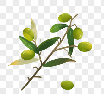 写实风格绿色橄榄树枝图片