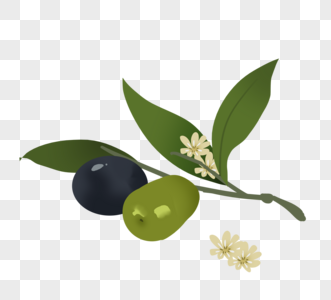 写实风格橄榄和橄榄花图片