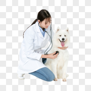 宠物医生为萨摩耶体检素材高清图片素材