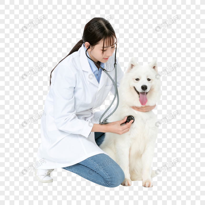 宠物医生为萨摩耶体检图片