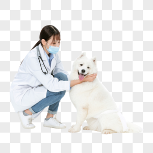 宠物医生为萨摩耶体检萨摩耶狗高清图片素材