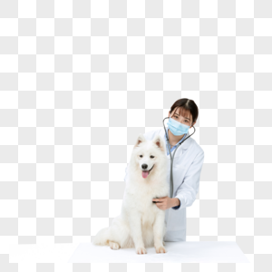 宠物医生为萨摩耶体检图片
