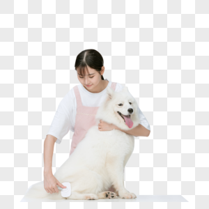 美女主人为萨摩耶宠物打理毛发萨摩耶狗高清图片素材