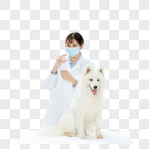 宠物医生为萨摩耶扎疫苗模特高清图片素材