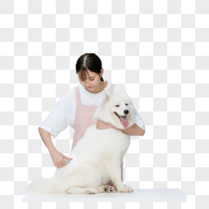 美女主人为萨摩耶宠物打理毛发萨摩耶犬高清图片素材
