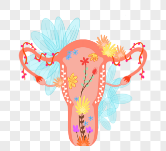 花艺手绘女性生殖系统图片