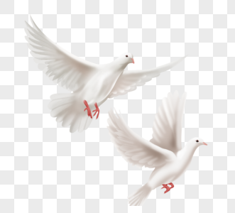 两只展翅高飞手绘白色和平鸽高清图片