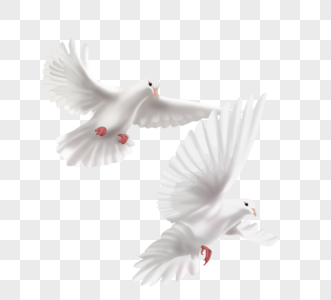 两只展翅高飞白色手绘和平鸽高清图片