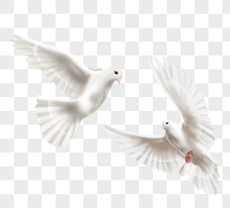 两只白色世界和平鸽子图片