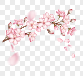 一根粉色樱花盛开樱花树枝图片