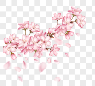 一根粉色樱花盛开和樱花花瓣飘落樱花树枝图片