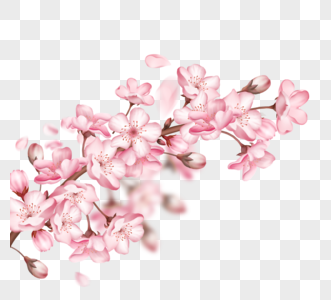 一丛盛开粉色樱花和樱花花苞图片