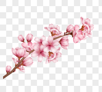 一枝盛开粉色樱花和樱花花苞图片