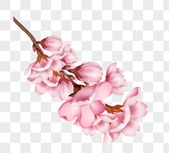 一簇开放粉色樱花和花苞图片