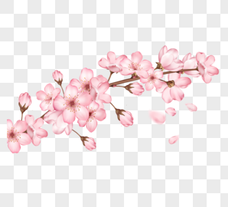 一枝开放粉色樱花和花苞图片