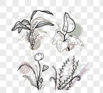 植物花朵莫兰迪色图片