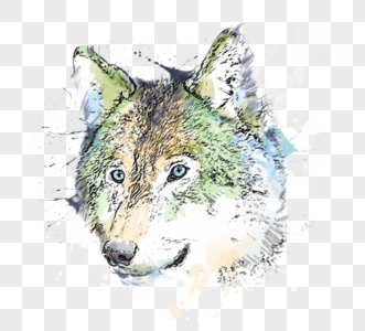 水彩狼头像手绘彩色素描元素图片