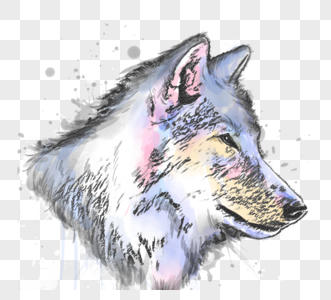 彩色狼头像手绘水彩素描元素图片