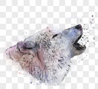 狼咆哮嚎叫头像手绘水彩素描元素高清图片